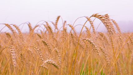 Ears of rye early in the morning, rye field of ripe ears with drops of water, harvest time, fog at dawn
