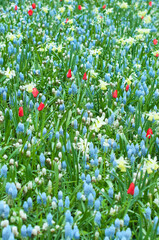 Defocused background with bright flowers close up. Selective focus. Spring or summer concept. Greeting card