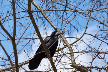 The rooks have returned to their native places, they are timid and cautious, they do not let them get close.