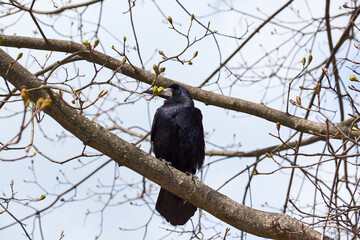 The rooks have returned to their native places, they are timid and cautious, they do not let them get close.