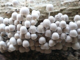 white mushrooms on black background