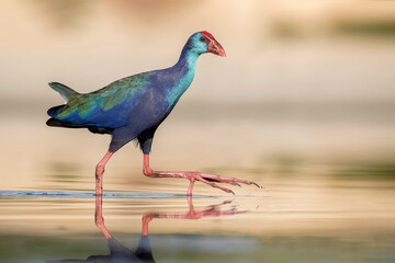 Big Foot - Purple Swamp Hen