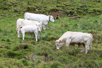 Obraz premium Norwegen - Rinder / Norway - Cattles /.