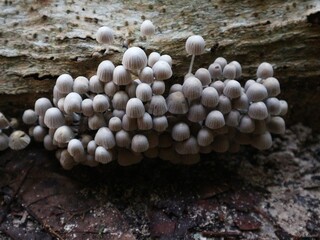 mushrooms on a tree trunk