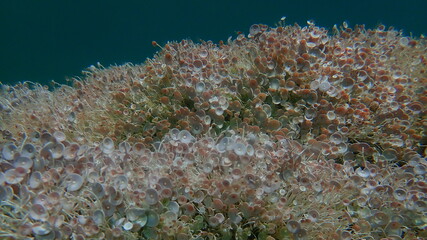 Green algae Acetabularia acetabulum undersea, Aegean Sea, Greece, Halkidiki