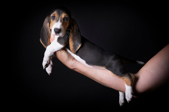French basset artesien normand puppy held in hands against a black background