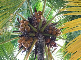 coconut tree with coconuts