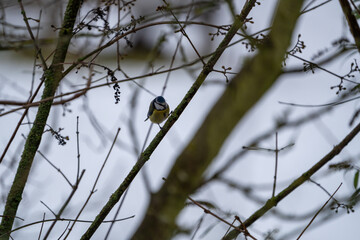 Great Tit sitting in a bush in winter
