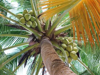 coconut tree with coconuts