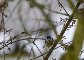 Great Tit sitting in a bush in winter