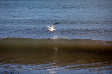 Seagull flying over a breaking wave
