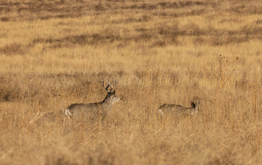 Naklejka na ściany i meble Mule Deer Buck and Doe Rutting in Colorado