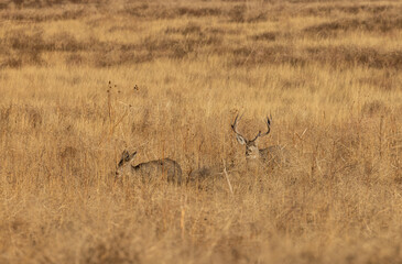 Mule Deer Buck and Doe Rutting in Colorado