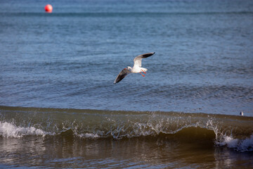 Seagull flying over a breaking wave