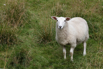 Schaf / Sheep / Ovis.