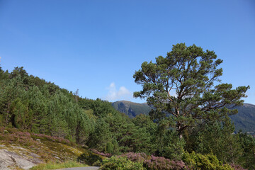 Norwegen - Landschaft bei Nordrevik und Vadheim / Norway - Landscape near Nordrevik and Vadheim /