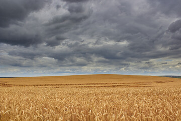 yellow wheat with black clouds,Black storm cloud above the wheat field