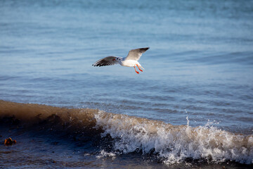 Seagull flying over a breaking wave
