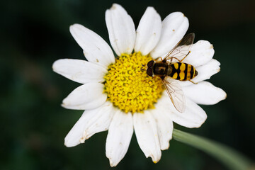 Obraz premium Große Schwebfliege (Syrphus ribesii)