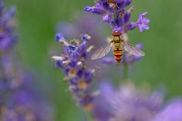 Hainschwebfliege (Episyrphus balteatus)