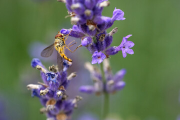 Hainschwebfliege (Episyrphus balteatus)