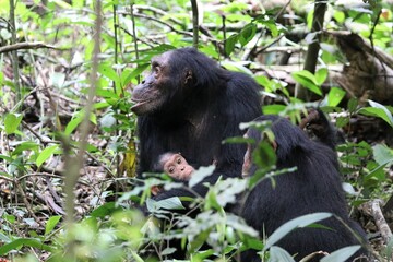 Chimpanzee, (Pan troglodytes), Kibale National Park - Uganda, Africa 
