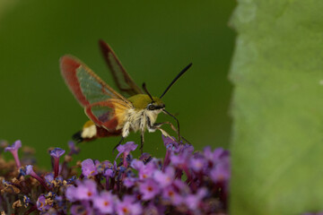 Hummelschwärmer (Hemaris fuciformis)