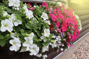 Fototapeta na wymiar Window box full of colorful petunias . Pink and white flowering plants in a flower box in the window sill