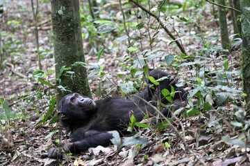 Chimpanzee, (Pan troglodytes), Kibale National Park - Uganda, Africa 