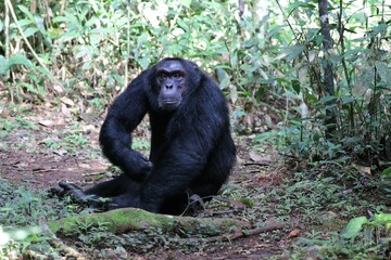 Naklejka premium Chimpanzee, (Pan troglodytes), Kibale National Park - Uganda, Africa 