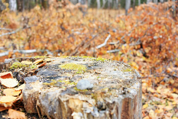 Old stump from a tree in a forest