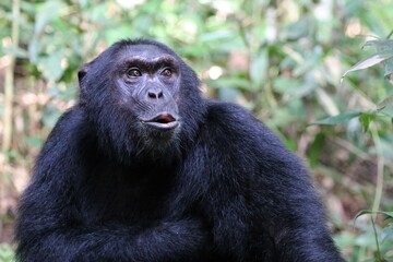 Chimpanzee, (Pan troglodytes), Kibale National Park - Uganda, Africa 
