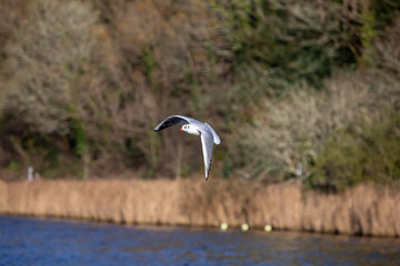 Seagull flying over a lake, with reeds in the background