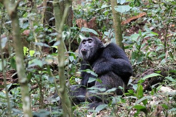 Chimpanzee, (Pan troglodytes), Kibale National Park - Uganda, Africa 