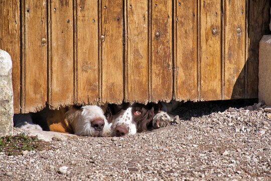 Zwei Hofhunde schauen neugierig unter einer alten Holztür durch, Nahaufnahme