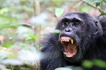 Chimpanzee, (Pan troglodytes), Kibale National Park - Uganda, Africa 