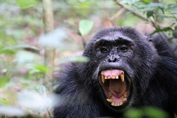 Chimpanzee, (Pan troglodytes), Kibale National Park - Uganda, Africa 