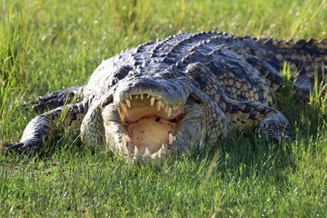 Nile crocodile (Crocodylus niloticus) - Uganda, Africa