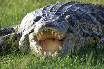 Nile crocodile (Crocodylus niloticus) - Uganda, Africa