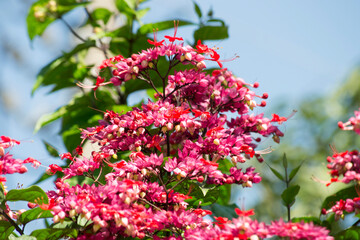 Fototapeta premium Flowers commonly found in Rio de Janeiro gardens in the city of Rio de Janeiro, Brazil.