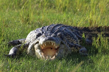 Nile crocodile (Crocodylus niloticus) - Uganda, Africa
