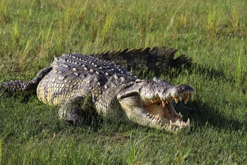 Rolgordijnen Nile crocodile (Crocodylus niloticus) - Uganda, Africa © Christian