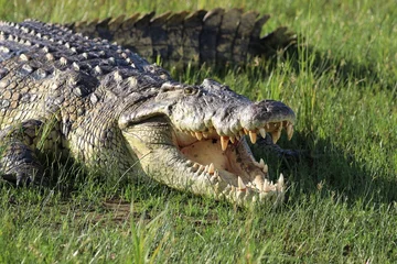Foto op Canvas Nile crocodile (Crocodylus niloticus) - Uganda, Africa © Christian