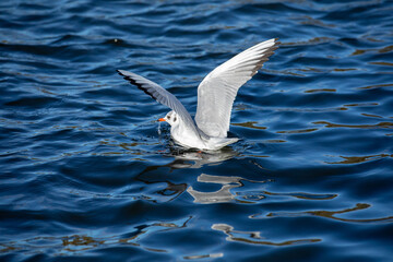 Seagull landing on rippling water with its wings out