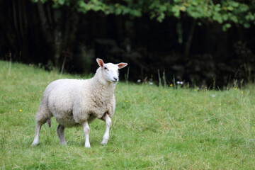 Obraz premium Schaf / Sheep / Ovis.