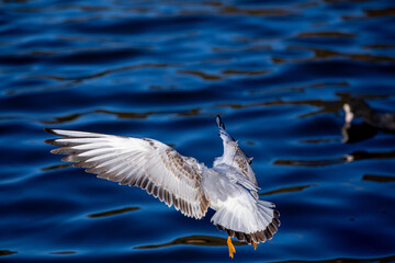 Seagull landing on water
