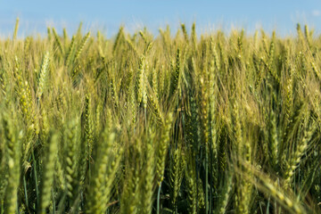 Wheat horizontal