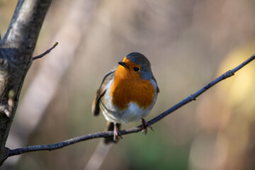 Robin perching on a tree branch