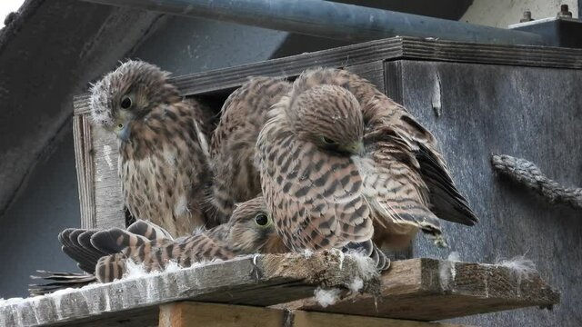 Turmfalke (Falco tinnunculus) 