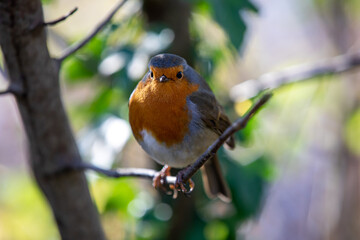 Robin perching on a tree branch